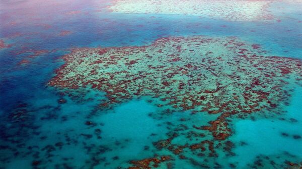 Great Barrier Reef in Australia - Sputnik International
