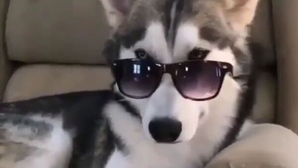 Too Cool for You: Trendy Husky Puts on Sunglasses - Sputnik International