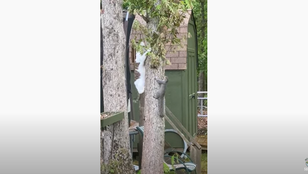 Cat, Squirrel Duo Wind Up Deadlocked in Tree - Sputnik International