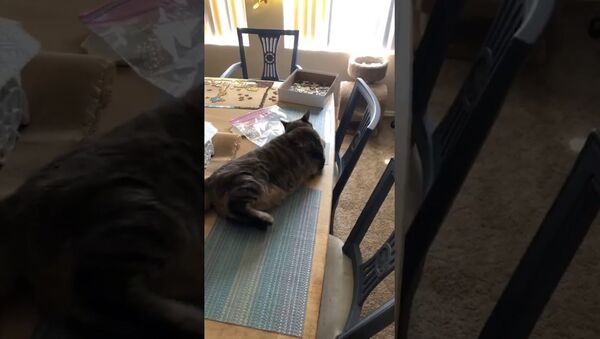 Tuckered Out Kitty Ignores Water Spray   - Sputnik International
