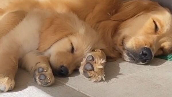Golden Retriever Puppy Snuggles Up With Mom  - Sputnik International