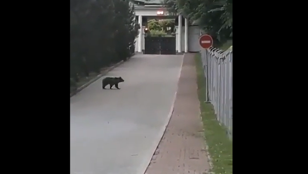 Bear walking around a hotel in the Russian city of Sochi - Sputnik International
