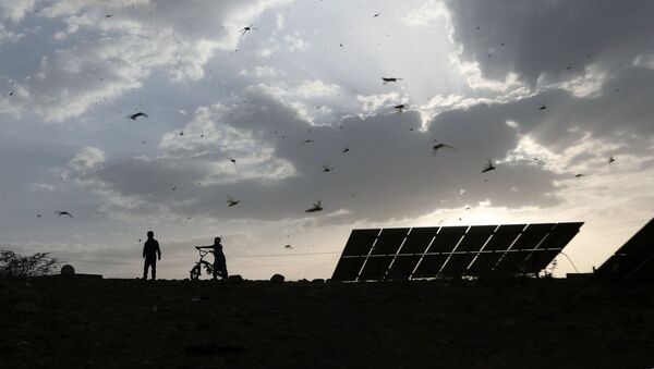 Boys chase locusts as a swarm of locusts attacks a village (File) - Sputnik International