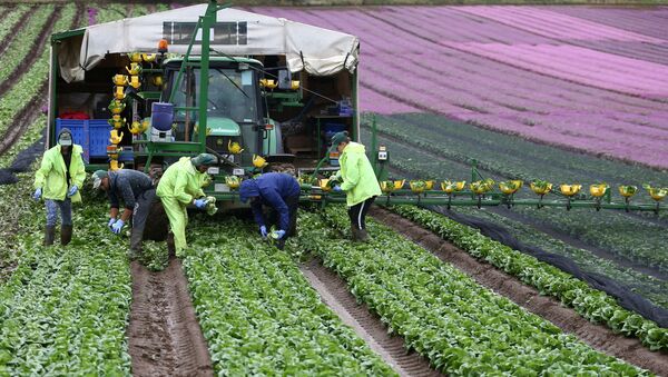 Migrant workers pick lettuce on a farm in Kent, Britain July 24, 2017. - Sputnik International