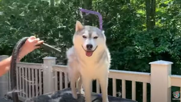 New Season, New You: Husky Gets Summertime Blowout - Sputnik International