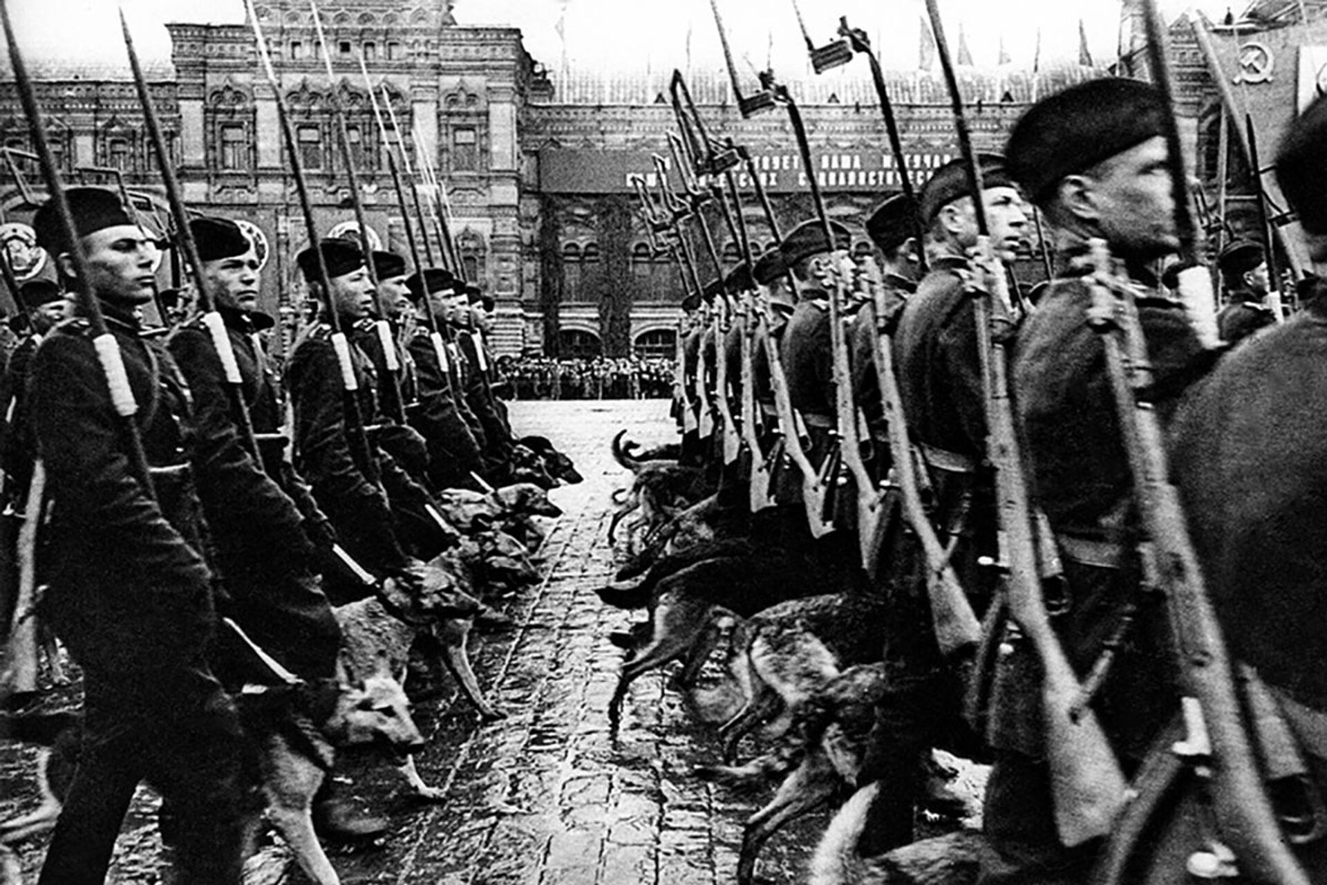 Ranks of sappers with tracker dogs marching on Red Square during the first Victory Parade, 24 June 1945 - Sputnik International, 1920, 31.12.2022