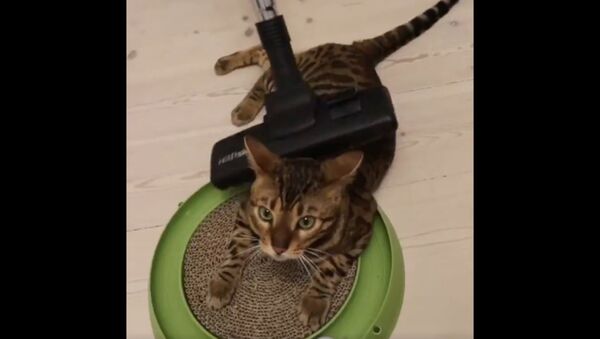Danish Bengal Cat Gets Pampered With Vacuum Massage - Sputnik International