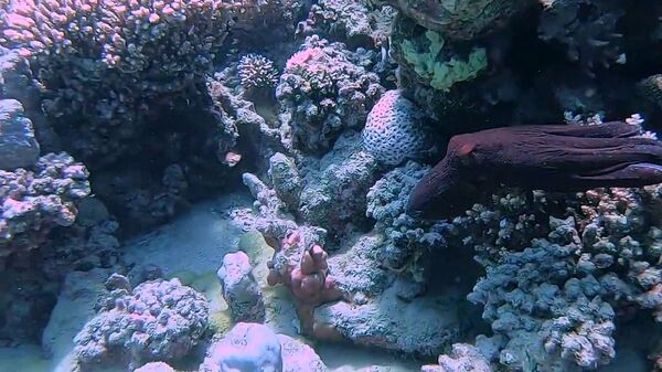 Octopus Hides Amongst Coral   - Sputnik International