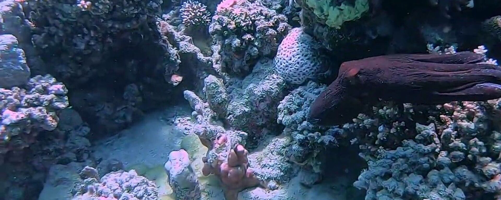 Octopus Hides Amongst Coral   - Sputnik International, 1920, 26.11.2022