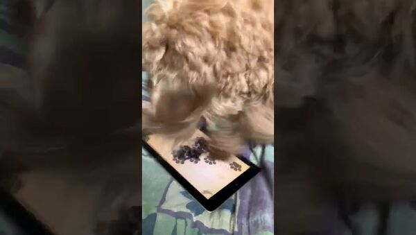 Dog Loves Gaming on Tablet  - Sputnik International