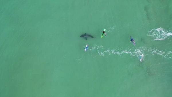 Great White Shark Lurks Beneath Unsuspecting Surfers Off South African Coast - Sputnik International