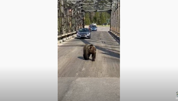 On the Road Again: Grizzly Bear Casually Strolls Across Bridge - Sputnik International
