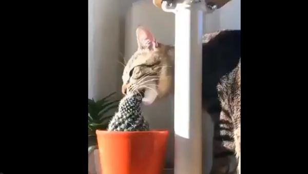 Cat and Cactus - Sputnik International