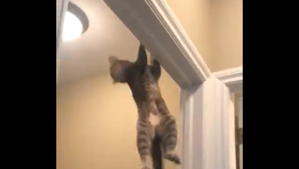 Cat doing pull-ups - Sputnik International