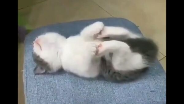 Twitter user Dr Monica Langeh on Saturday posted a 14-second video clip of a fluffy grey and white kitten comfortably dozing off in a yoga pose – which is a tough one for us humans. - Sputnik International