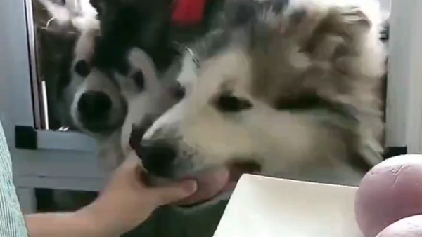 Dogs - Sputnik International