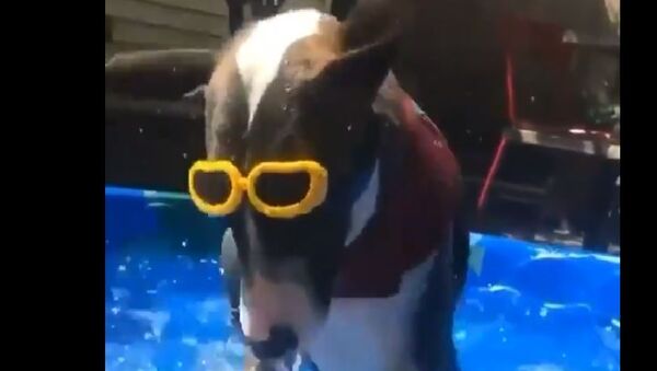 Dog in a pool - Sputnik International
