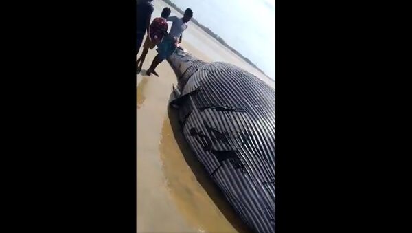A large whale washed ashore on Monday in Mandarmani in the East Midnapore district of  WestBengal  - Sputnik International