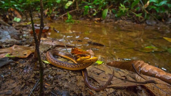 Lost and found!!! The Assam Keelback snake has been found after 129 years from Poba reserve forest on the #Assam-Arunachal Pradesh border by a team from Wildlife Institute of India  - Sputnik International