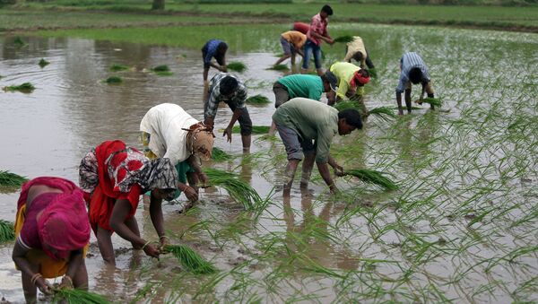 Farmers plant saplings in a rice field on the outskirts of Ahmedabad, India, July 5, 2019.  - Sputnik International