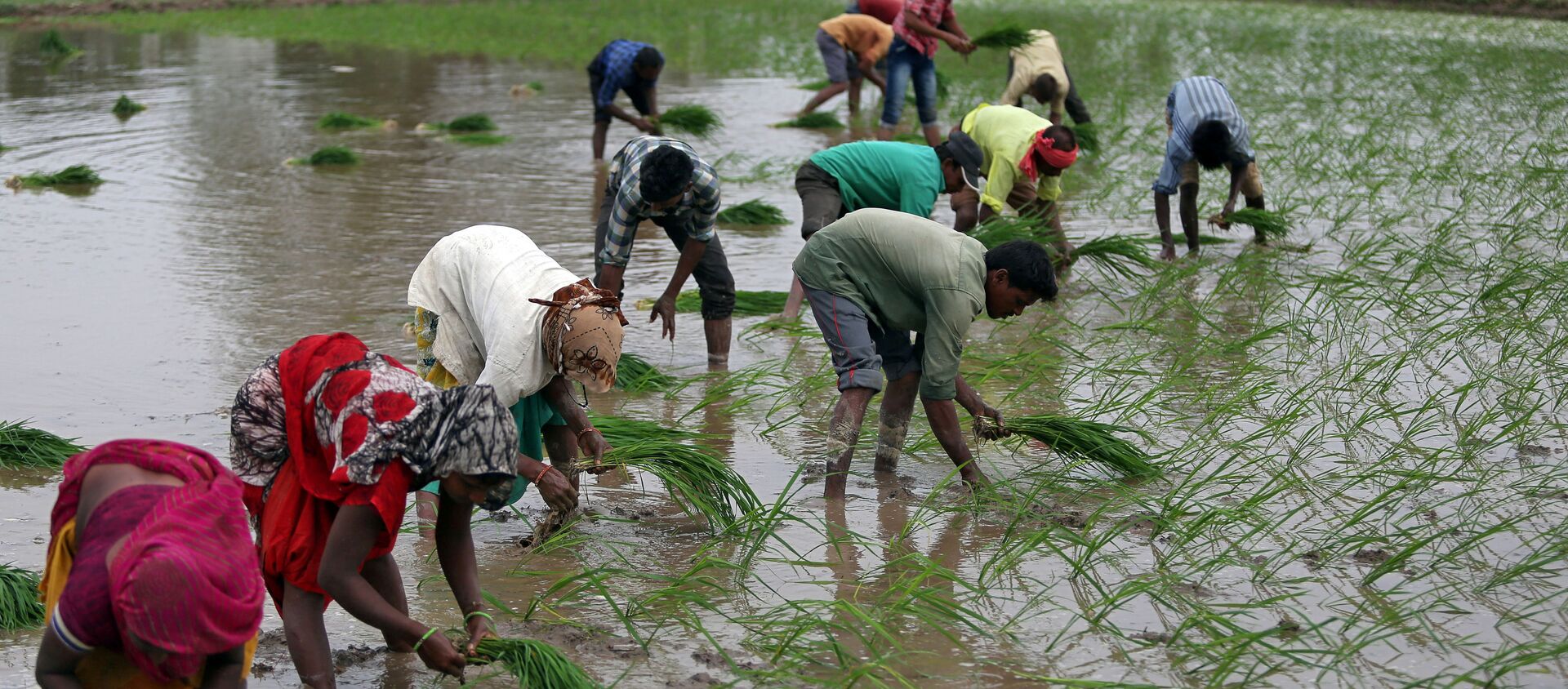 Farmers plant saplings in a rice field on the outskirts of Ahmedabad, India, July 5, 2019.  - Sputnik International, 1920, 30.06.2020