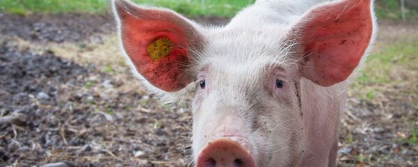 Pig Pig - Sputnik International