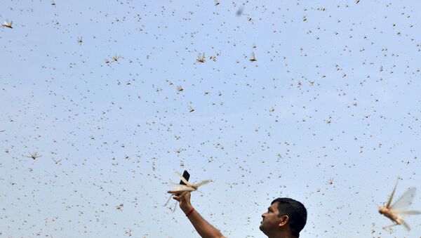 A man takes pictures of swarms of locusts in a residential area of Allahabad on 11 June 2020.  - Sputnik International