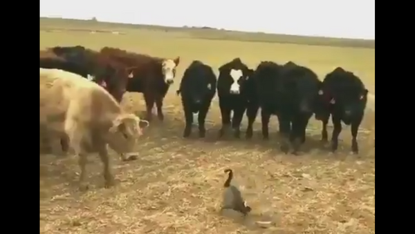 goose fighting cows - Sputnik International