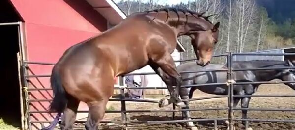 Horse Horse - Sputnik International