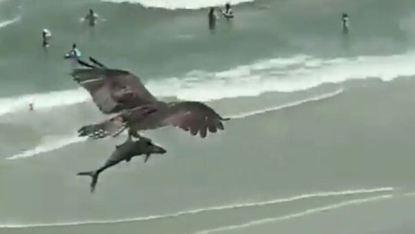 Gargantuan Predatory Bird Carries Shark Over Beachgoers - Sputnik International