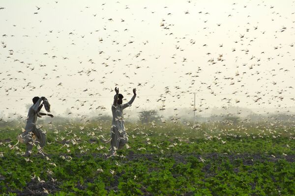 Farmers try to scare away a swarm of locusts from a field on the outskirts of Sukkur in southern Sindh province on July 1, 2020 - Sputnik International
