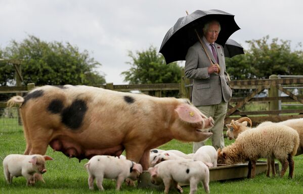 Britain's Prince Charles looks at a Gloucestershire Old Spot pig with her piglets during a visit to Cotswold Farm Park in Guiting Power near Cheltenham, Britain July 1, 2020 - Sputnik International