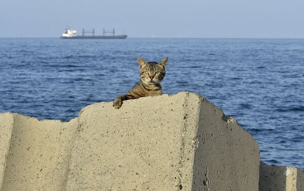 A cat is pictured at the seafront promenade before a curfew imposed by authorities to prevent the spread of the COVID-19 coronavirus in the Bab el-Oued district of Algeria's capital Algiers on June 29, 2020 - Sputnik International