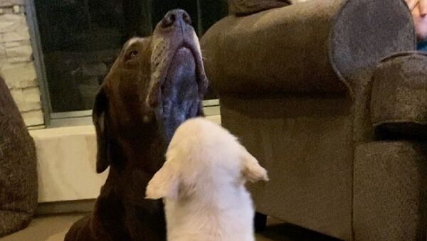 When you just want some attention - Sputnik International