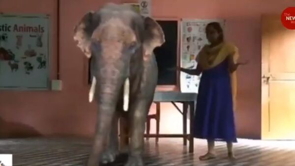 Elephants, cows in class: Kerala school uses augmented reality in online lessons.!м - Sputnik International