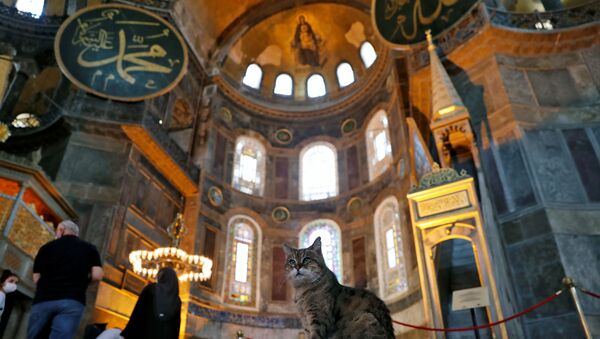 Gli the cat of Hagia Sophia or Ayasofya, a UNESCO World Heritage Site which was a Byzantine cathedral before it was converted into a mosque and currently a museum, is pictured in Istanbul, Turkey, July 2, 2020. - Sputnik International