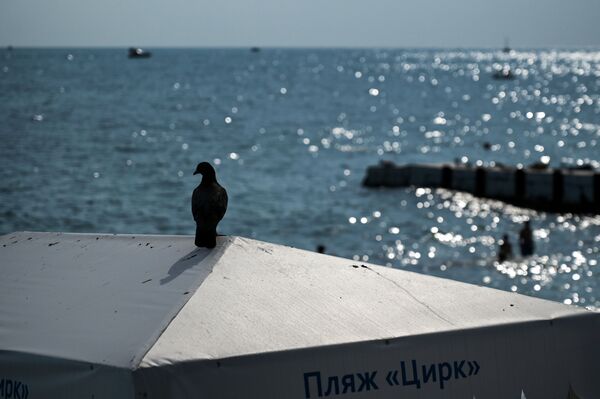 A pigeon sits on top of a sunshade umbrella on the 'Circus' beach in Sochi - Sputnik International