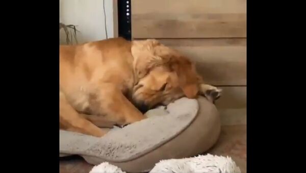 Good Evening from the Golden Retriever Channel. Getting comfy can be so ruff. Takes great finesse. Almost there... - Sputnik International