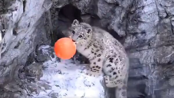 Snow Leopard Cub Loves Playing With Ball   - Sputnik International