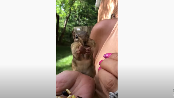Cute Chipmunk Says ‘Thanks’ With a Smooch  - Sputnik International