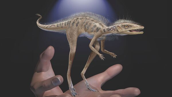 Kongonaphon kely, a newly described reptile near the ancestry of dinosaurs and pterosaurs that lived about 237 million years ago in southwestern Madagascar, is shown to scale with human hands in an undated illustration provided July 6, 2020. - Sputnik International