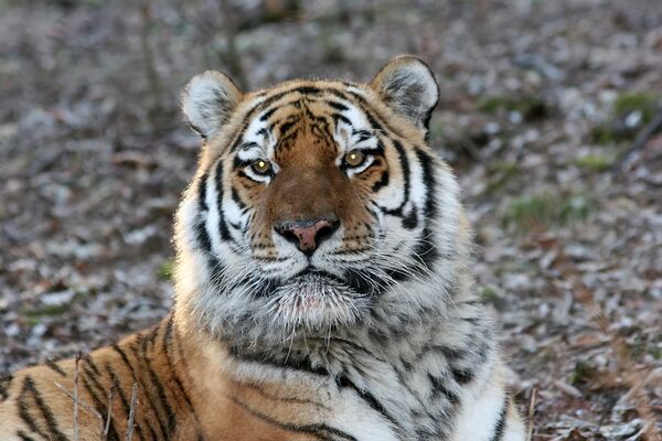 WWF builds first center to protect Amur tigers in China - Sputnik International
