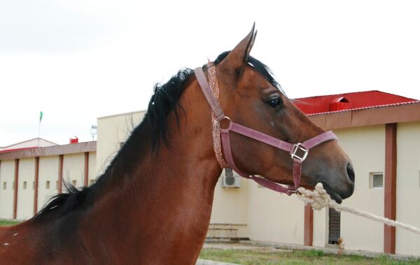 Akhal-Teke horses, the pride of Turkmenistan  - Sputnik International