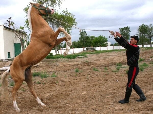 Akhal-Teke horses, the pride of Turkmenistan  - Sputnik International
