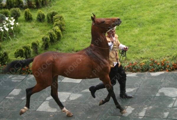 Akhal-Teke horses, the pride of Turkmenistan  - Sputnik International