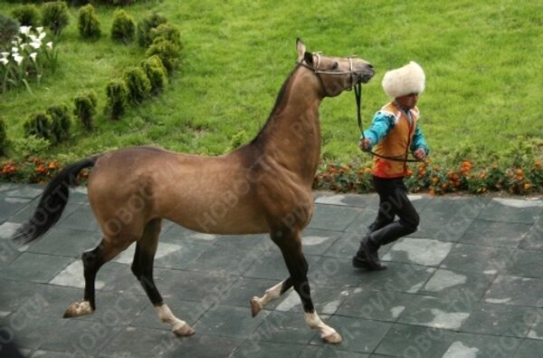Akhal-Teke horses, the pride of Turkmenistan  - Sputnik International