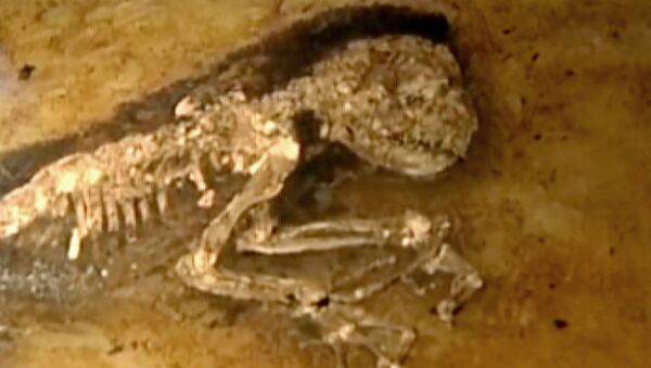 New fossil link for human evolution - Sputnik International