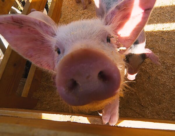Belgian animal rights activists protest against pig tail docking  - Sputnik International