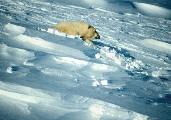 Жительница Арктики - медведица. - Sputnik International