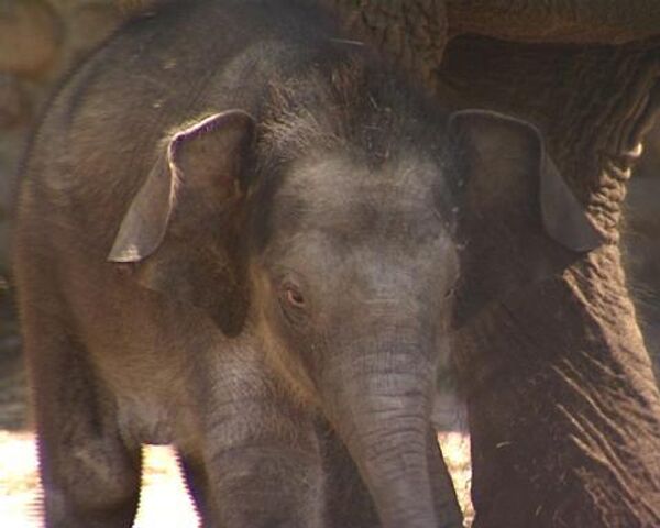 A newborn elephant calf makes its first steps in the Moscow Zoo - Sputnik International